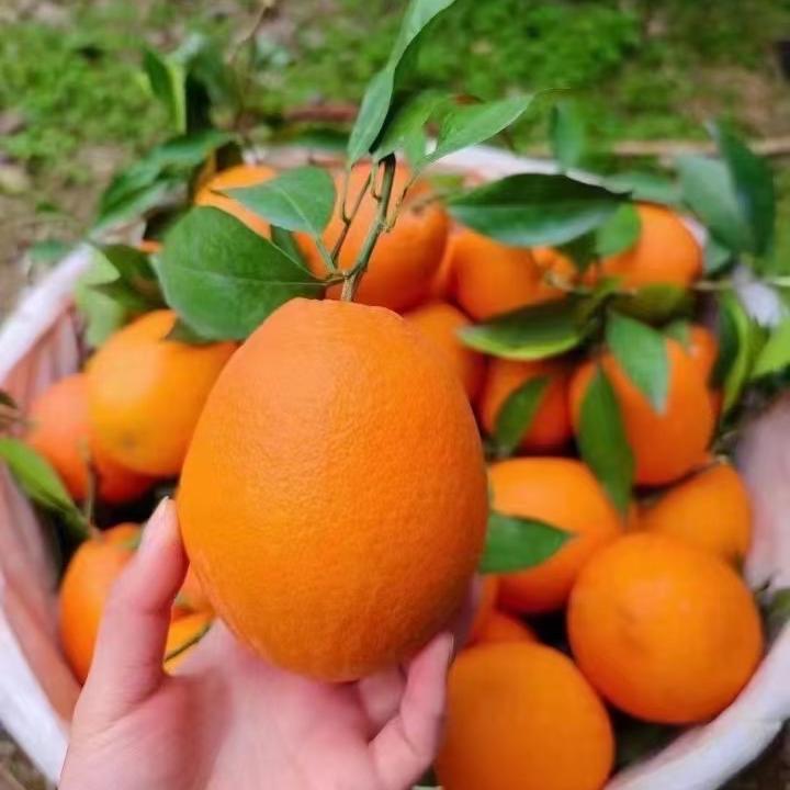 果灿灿（奉节脐橙）