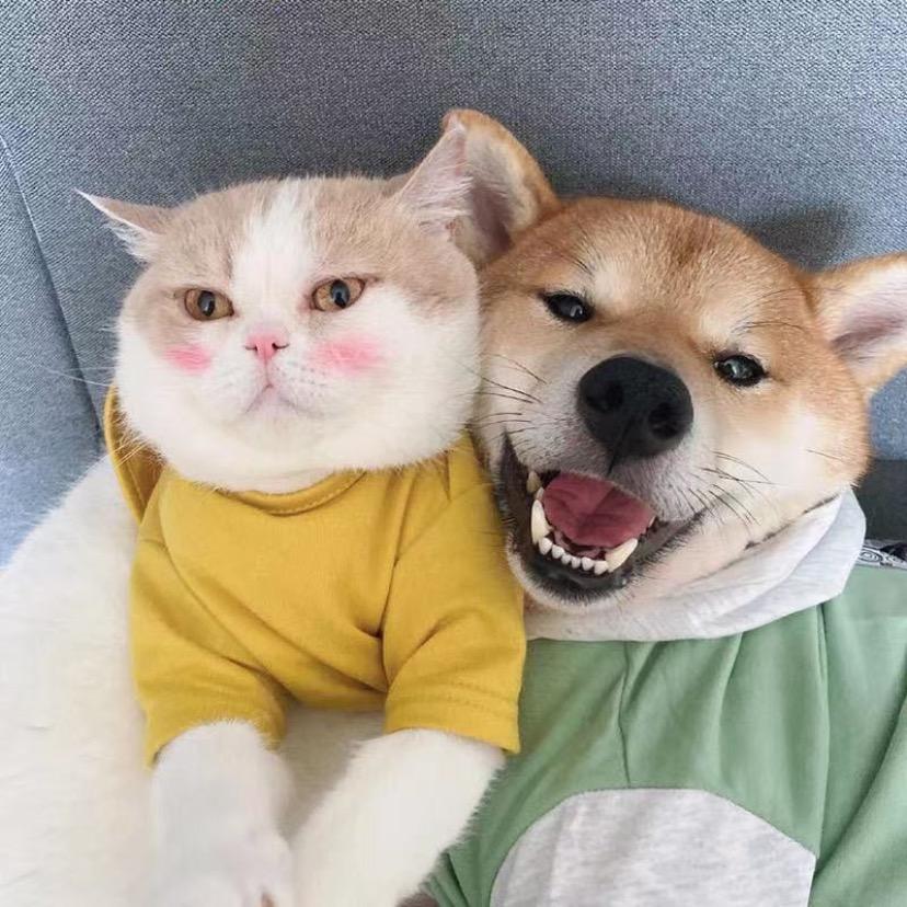 🐯小毛很优秀！🐯