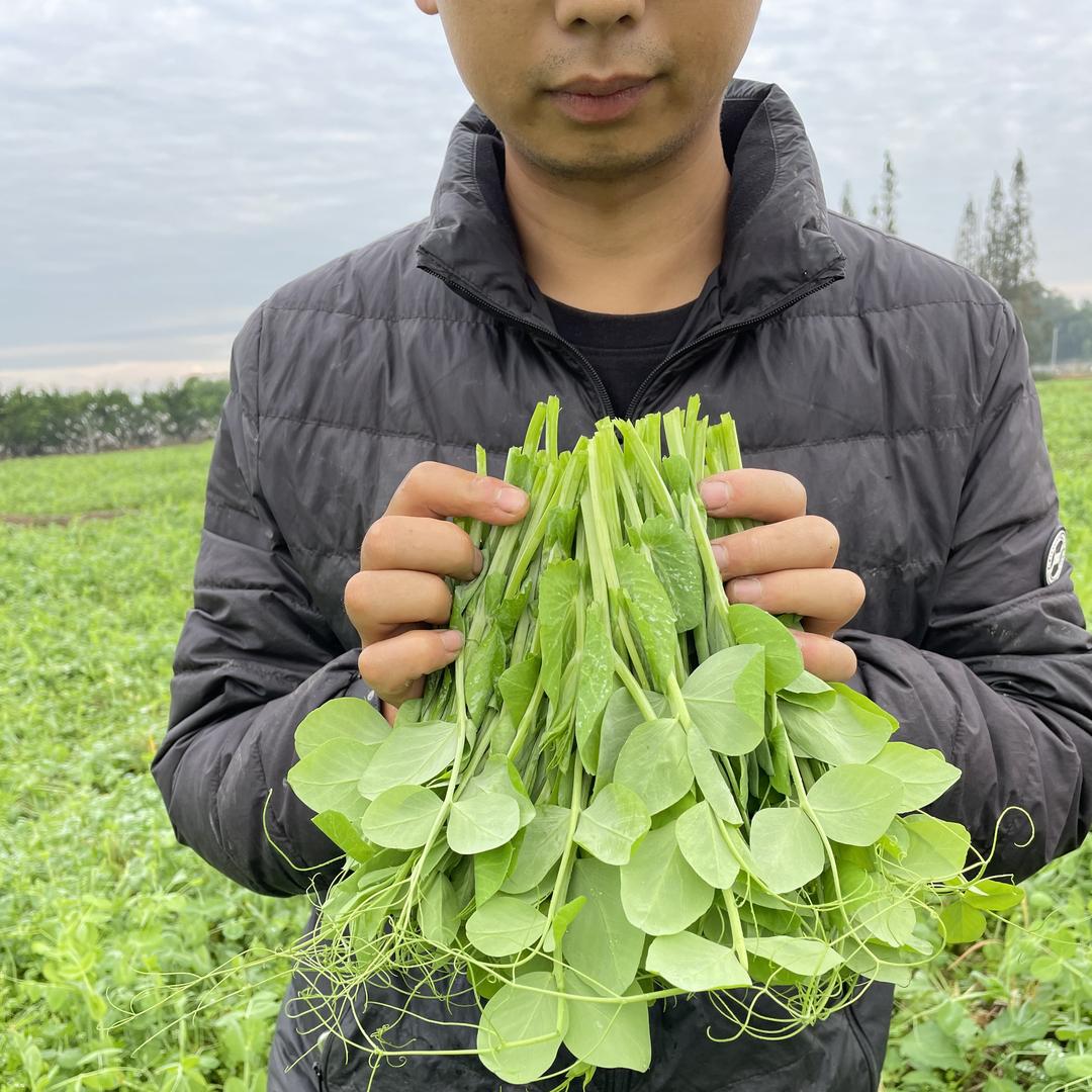 菜园子生鲜蔬菜店