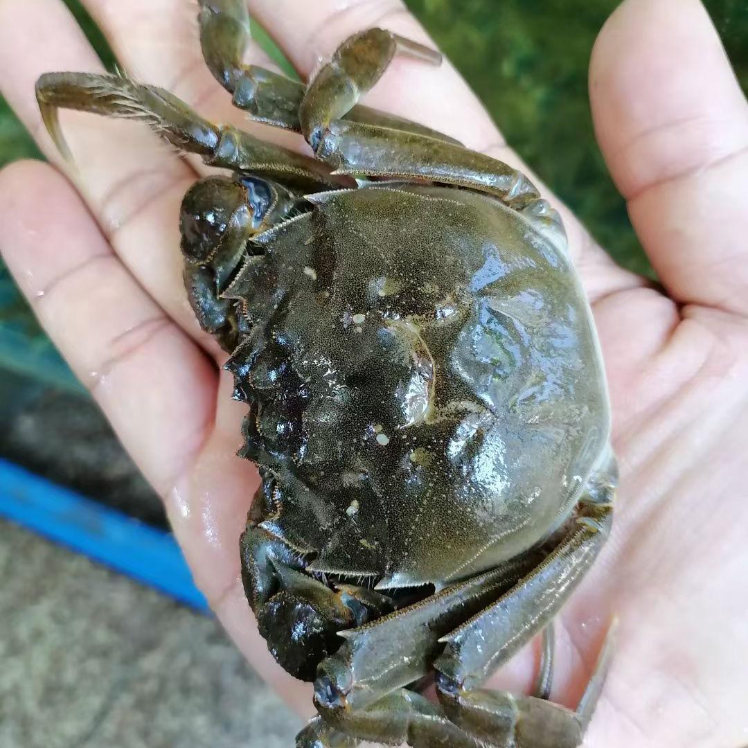 一手大闸蟹货源