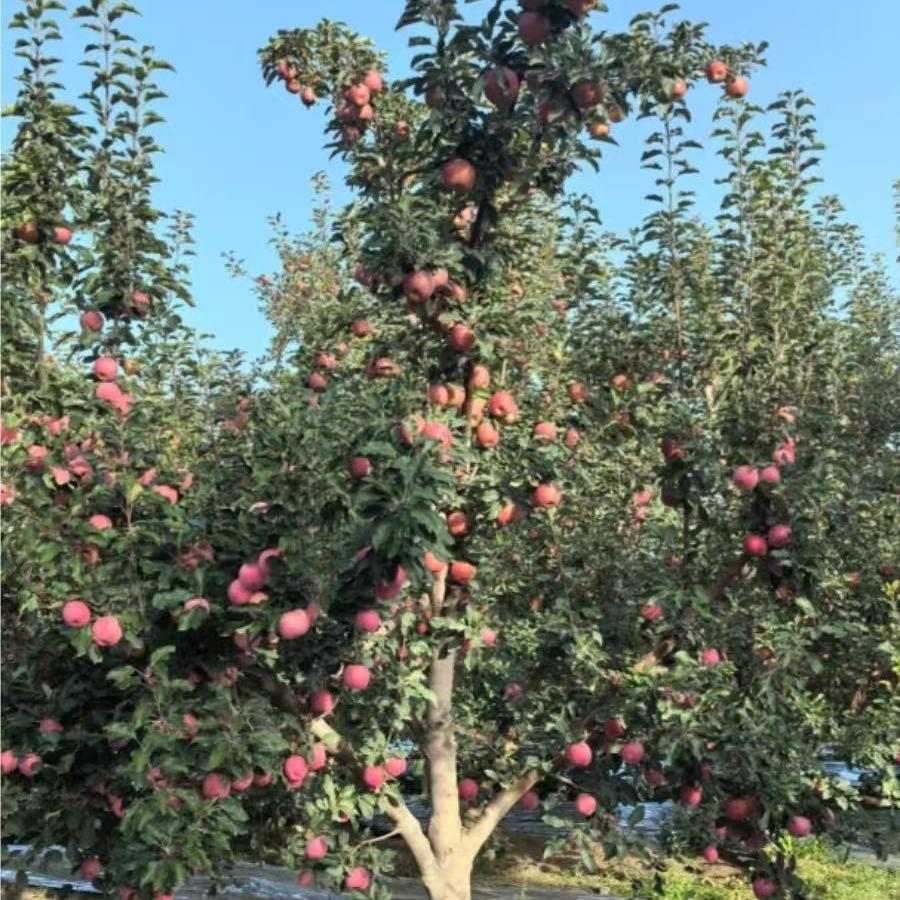 唯衣库挡风被工厂直销