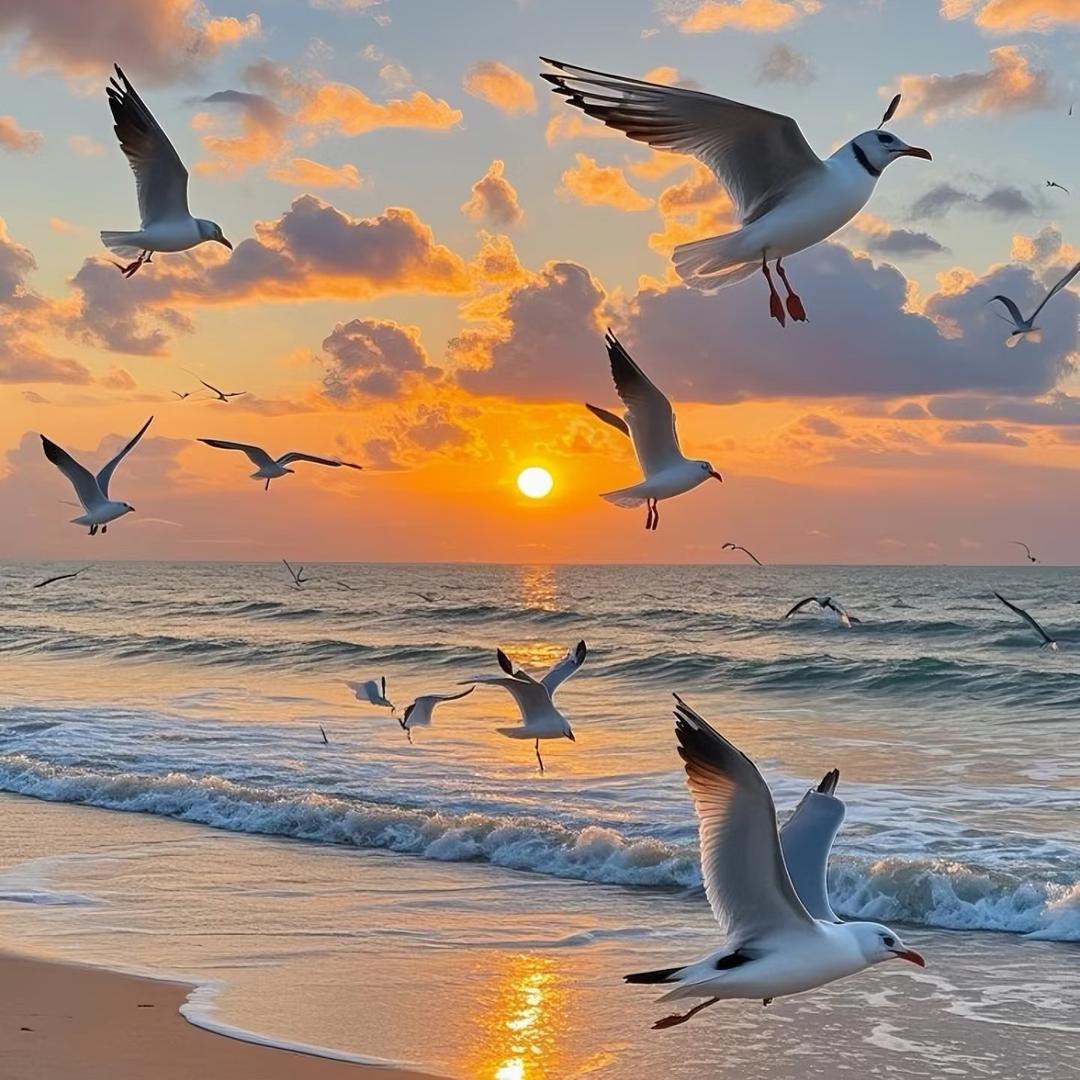 海鸥🧘‍♀️