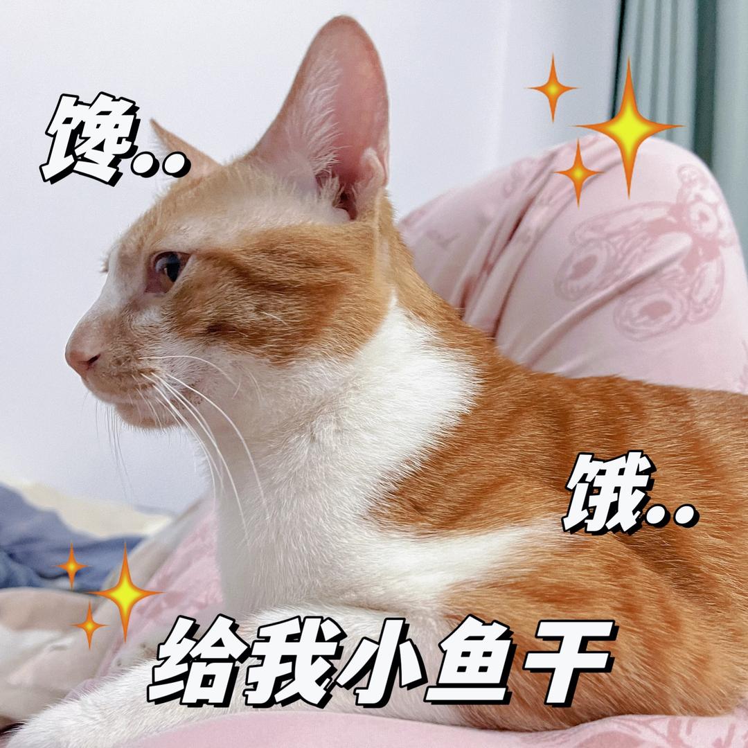 陆陆离