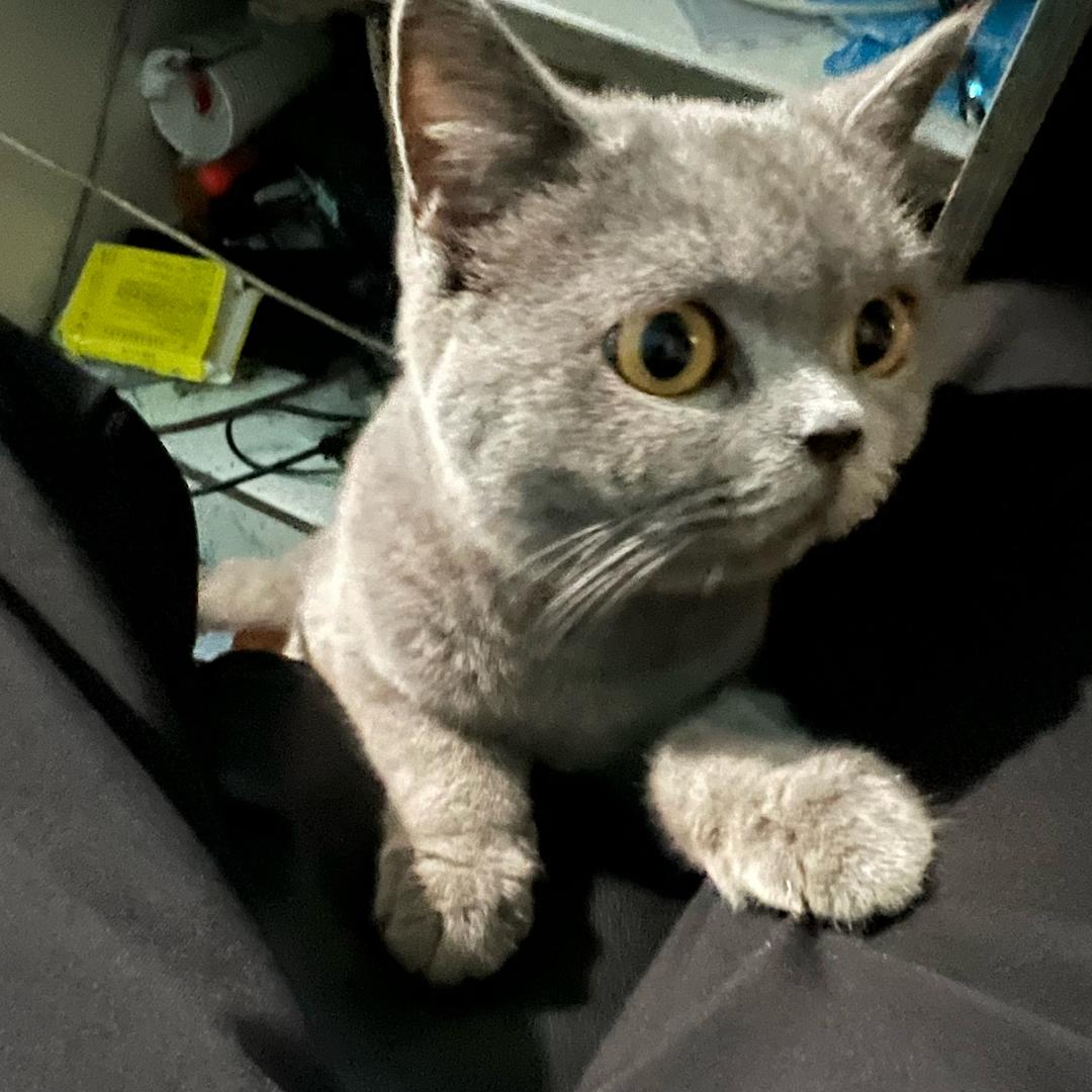 橘子味的猫
