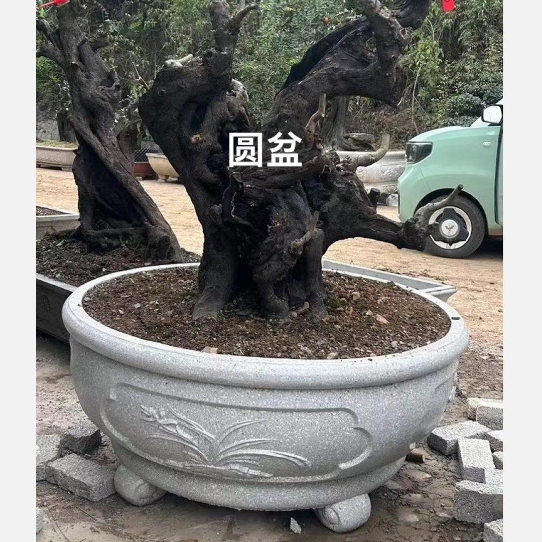 水泥花盆张二盆景园