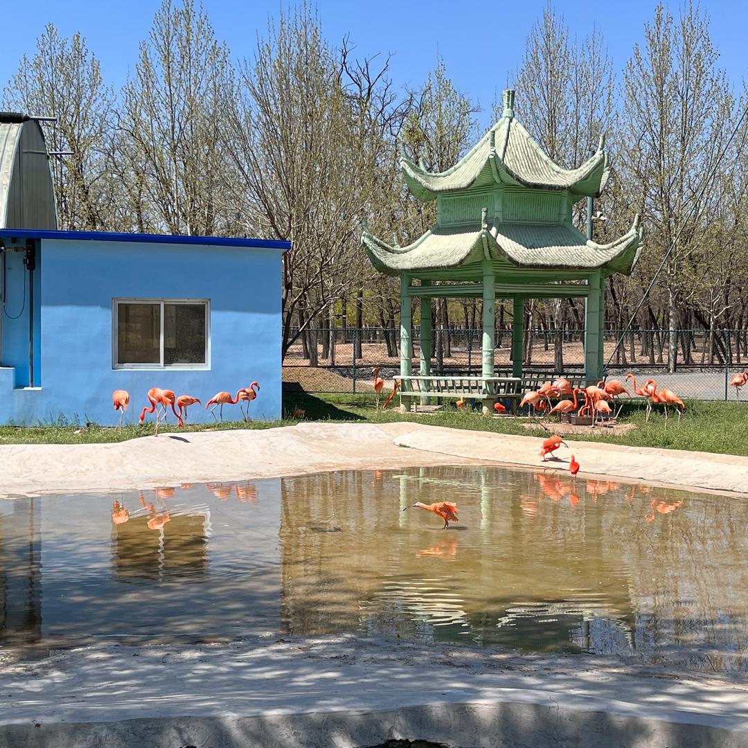 小辣
