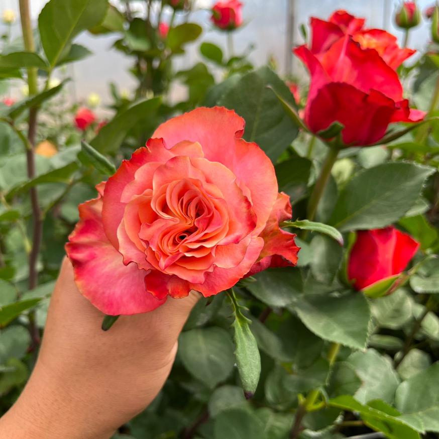 凯玲苗圃—花苗批发