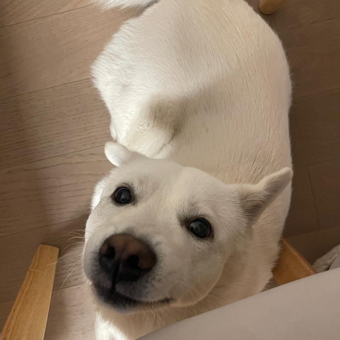 有只雪碧