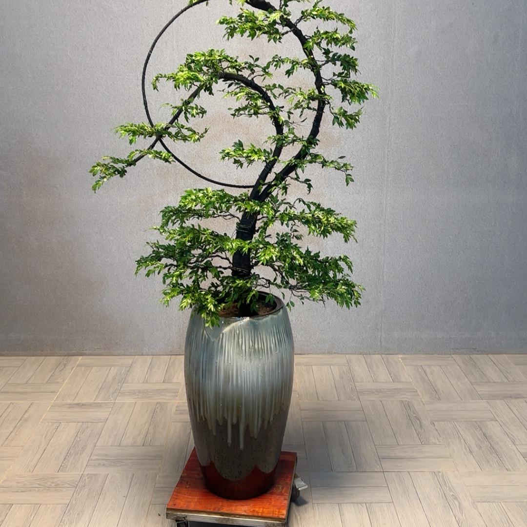 添添绿植花场