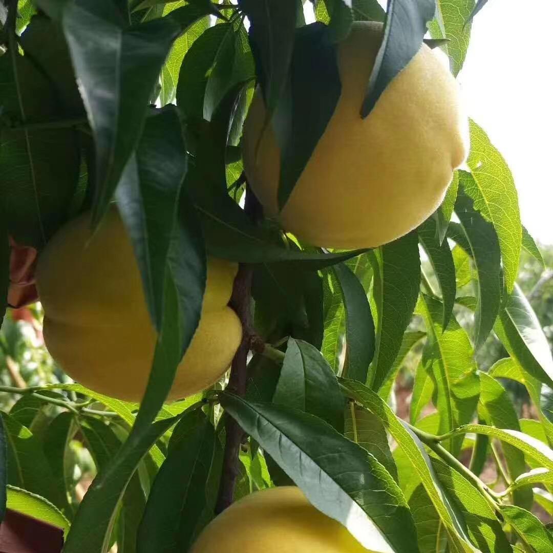 黄桃哥