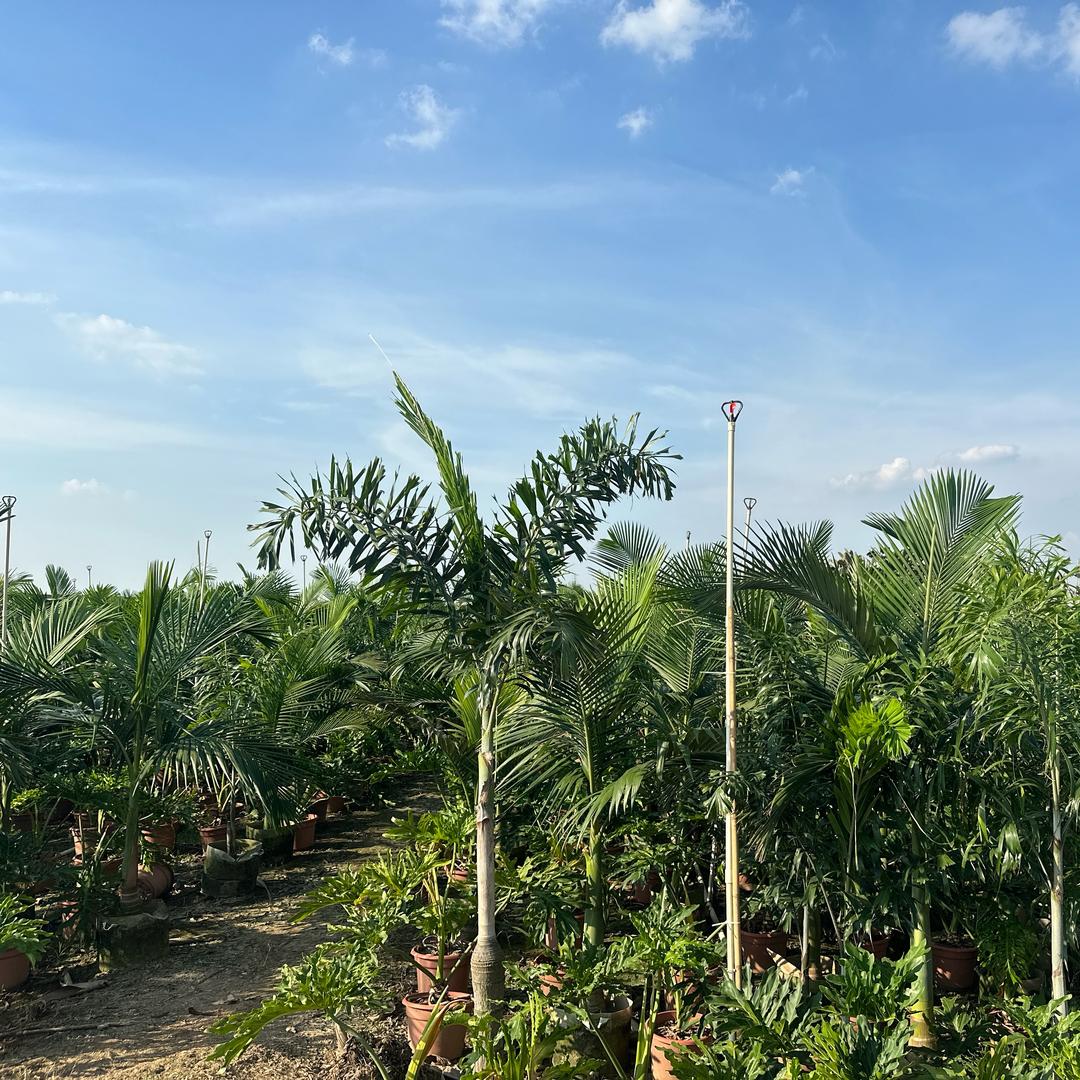 168绿植基地