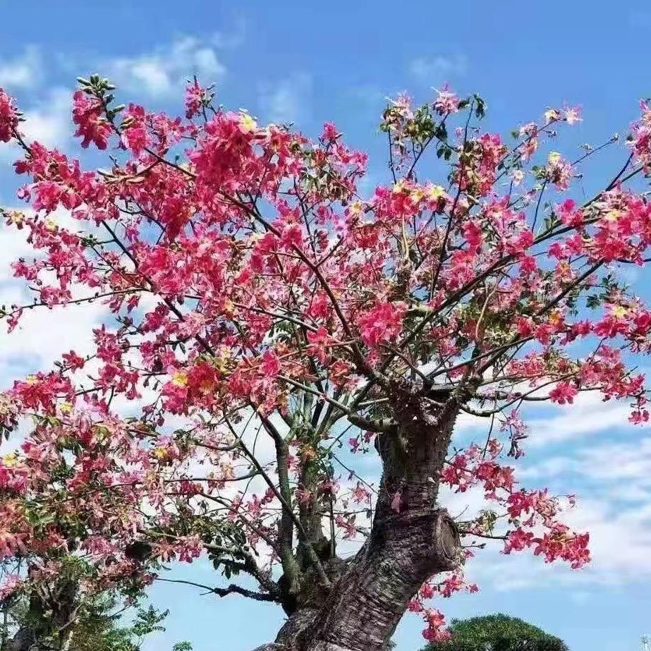 顺顺绿化名木基地