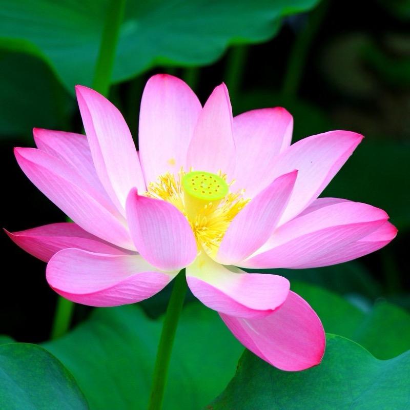 河南大芳芳