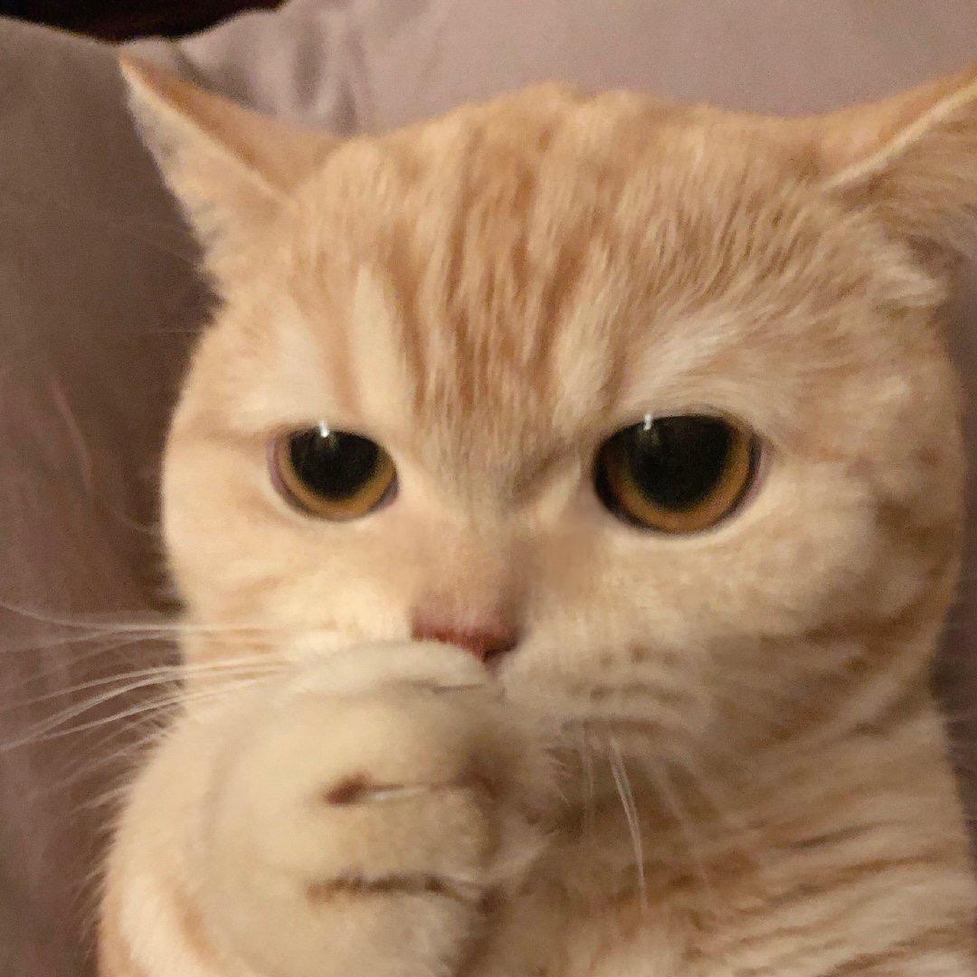 好猪都被菜拱了