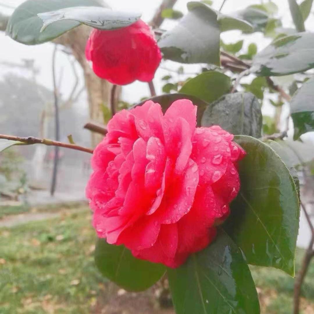 @🌹平安健康🌹@