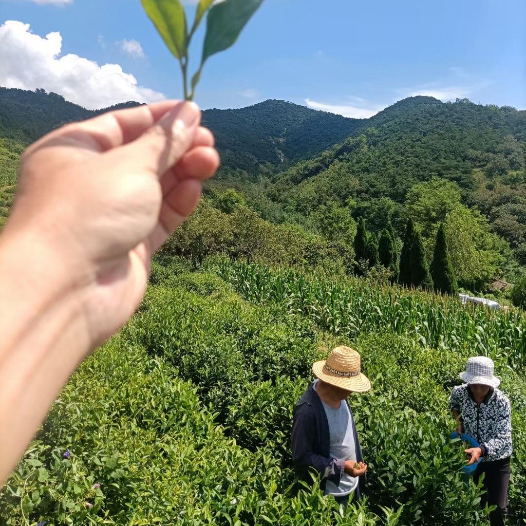 江北功夫茶叶店