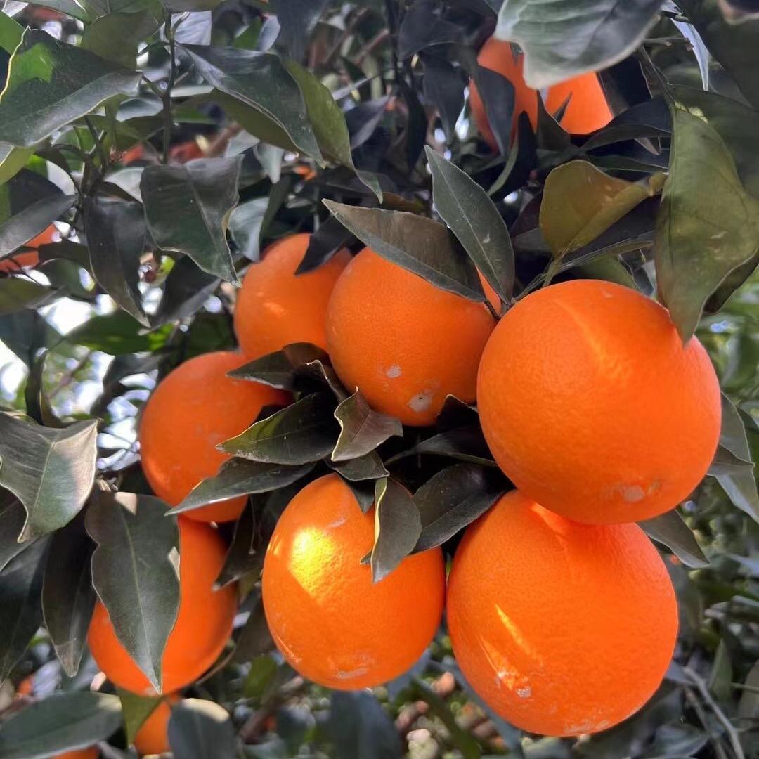 秭归脐橙🍊🍊