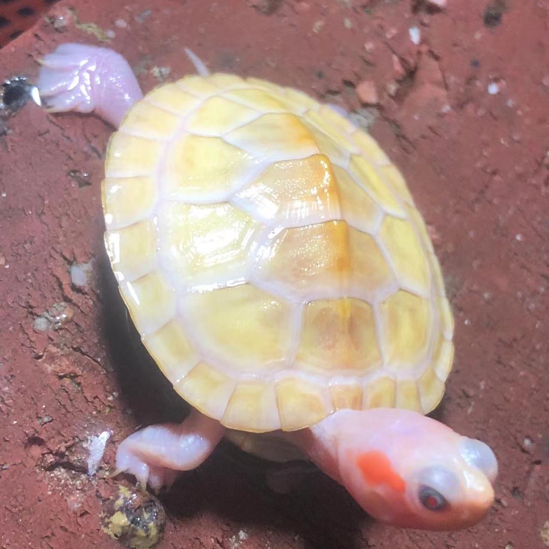 小飞龟宠 （专业收退坑龟 不分品种）