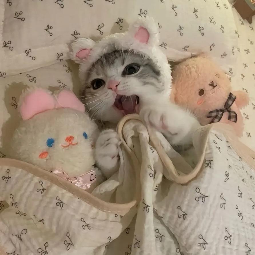 彤彤猫窝