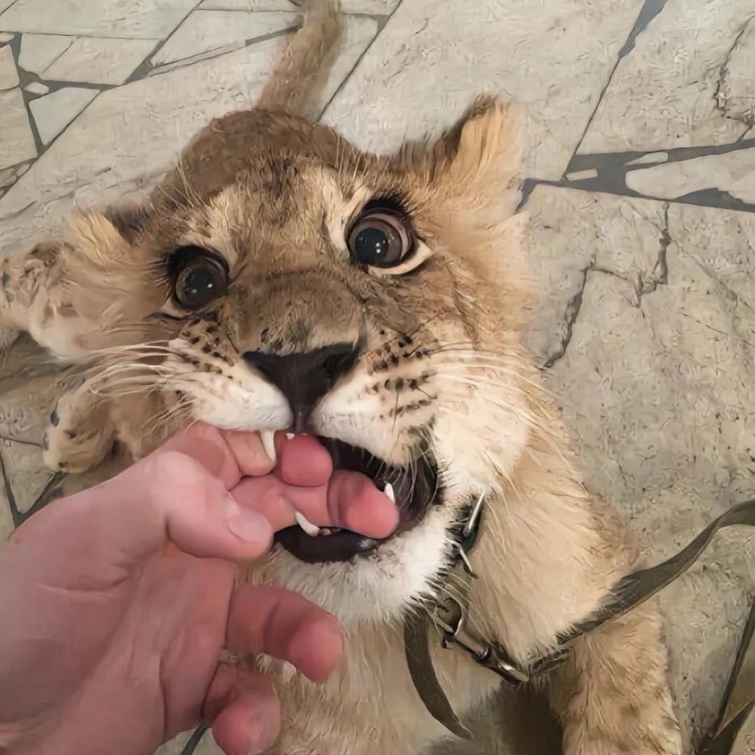 姚斯琪.
