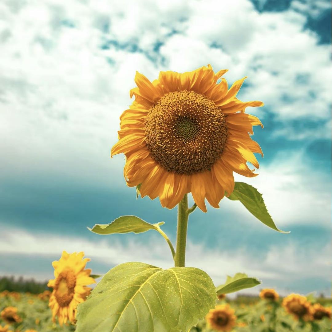 云禾玉瓜子源头工厂