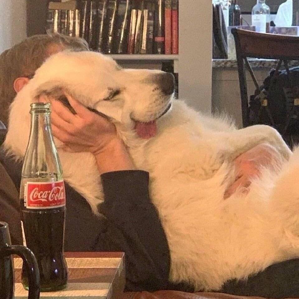 熊猫泽