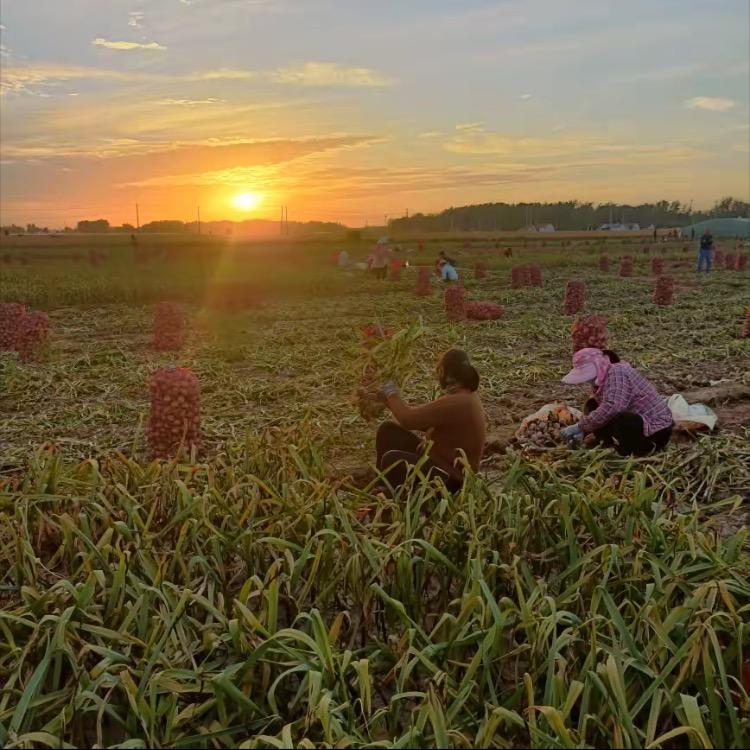 庆丰农资(工厂直发)