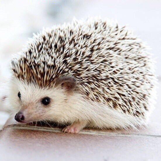 刺猬🦔