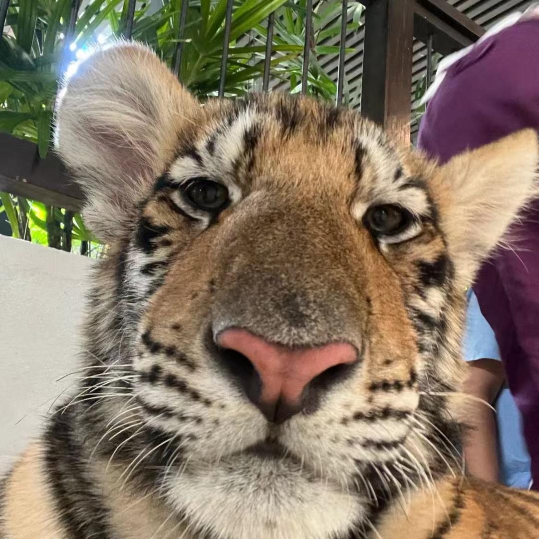 暴虎归来「胖虎」