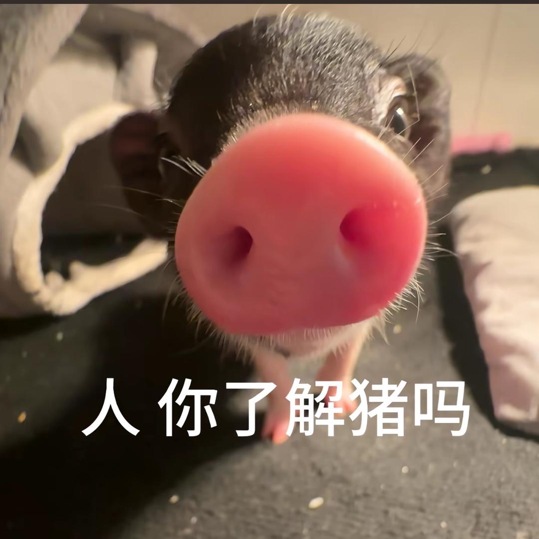 珍珠是真猪
