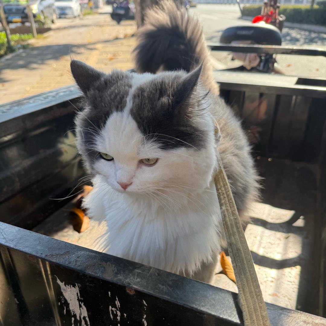 小无忧的铲屎官🐈