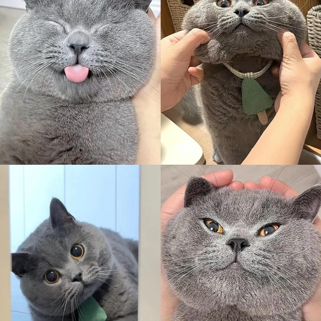 果冻宠猫