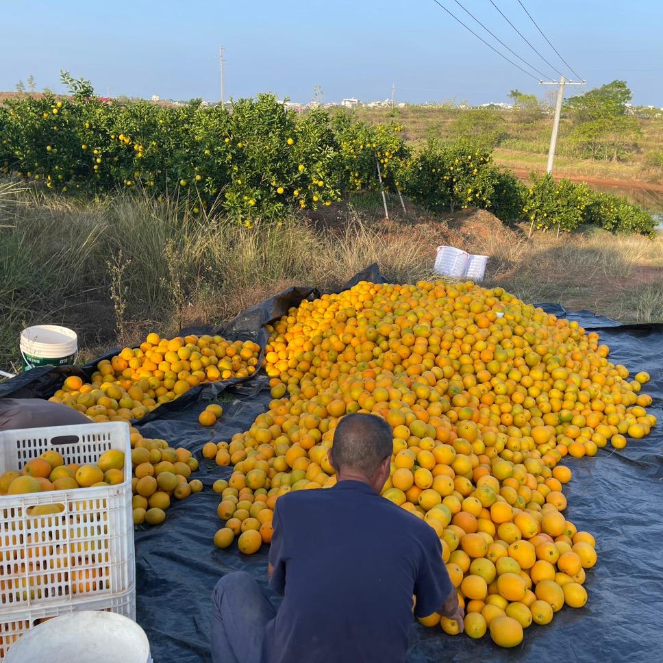 赣南脐橙种植园