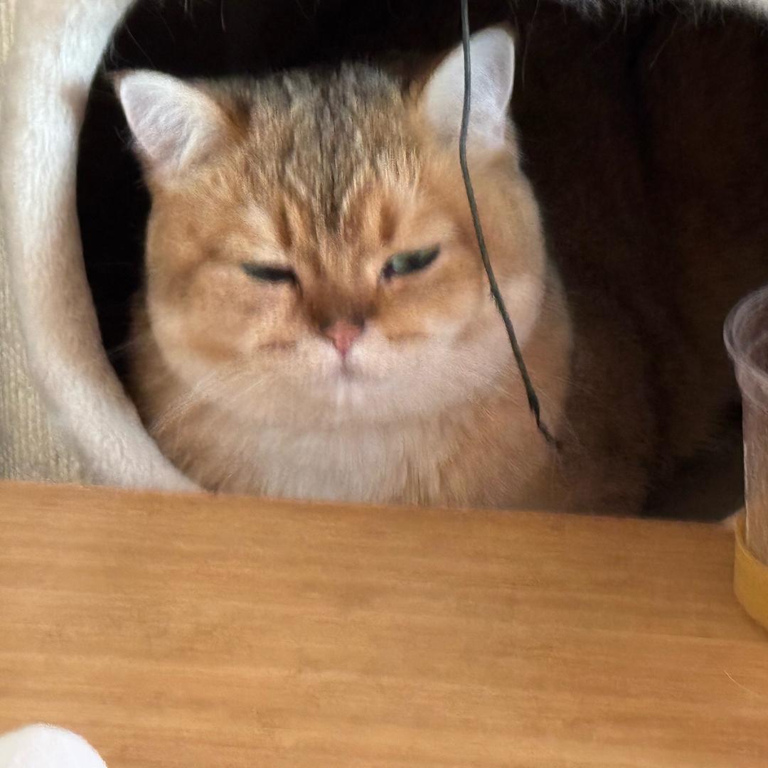 土豆三号