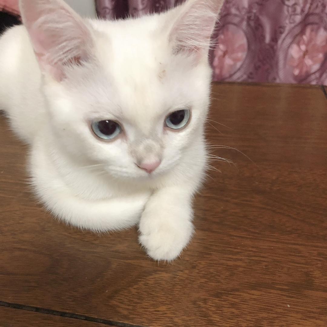 王小宝是猫