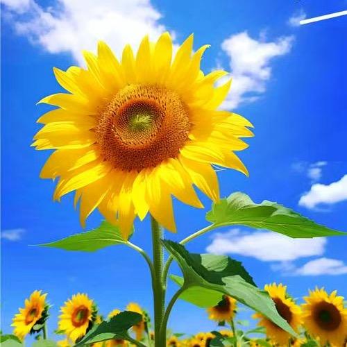 心若向阳，所遇皆美好