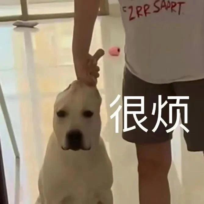 崽崽成长观察录