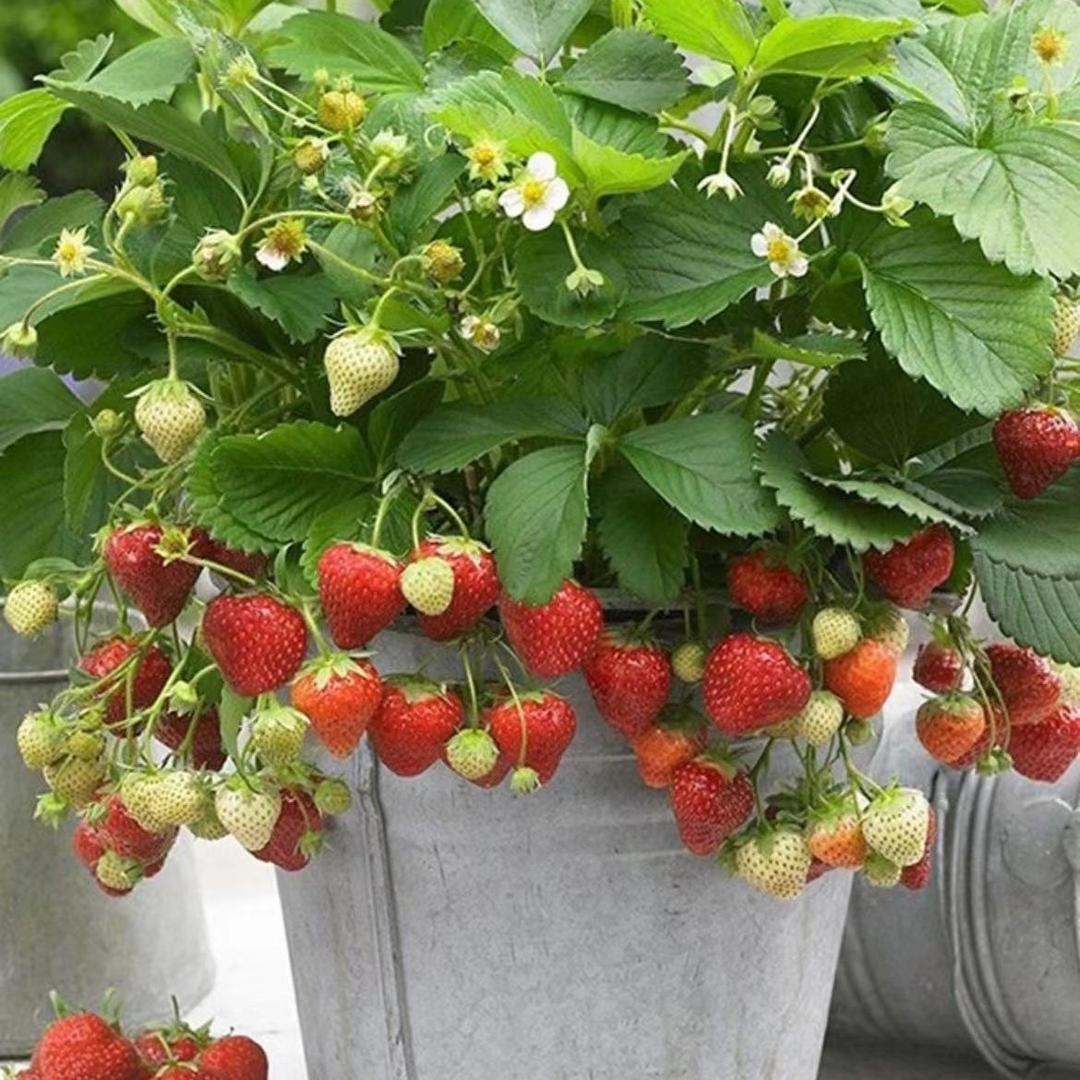 🍅山哥爱种花🌹