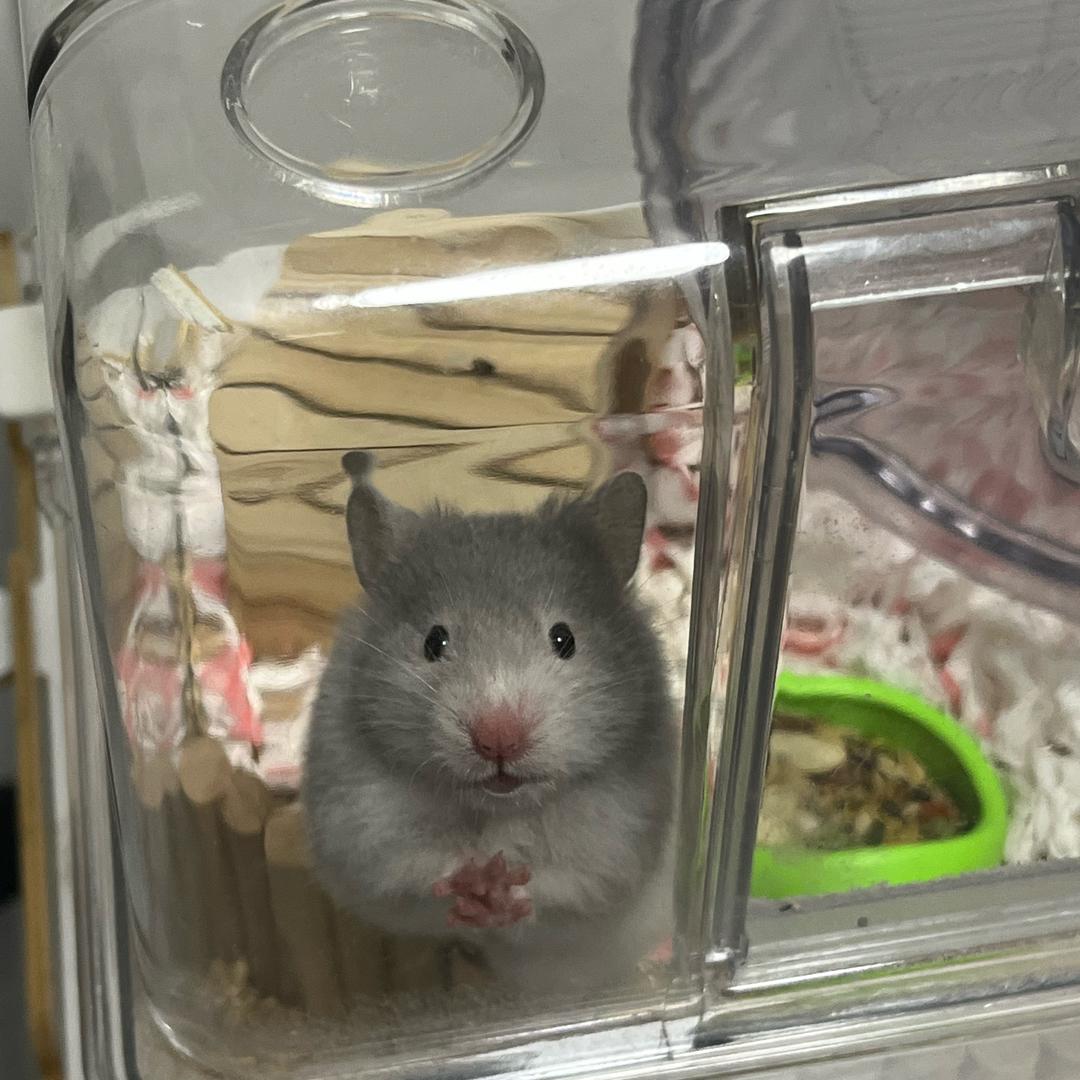 卖仓鼠的小姐姐