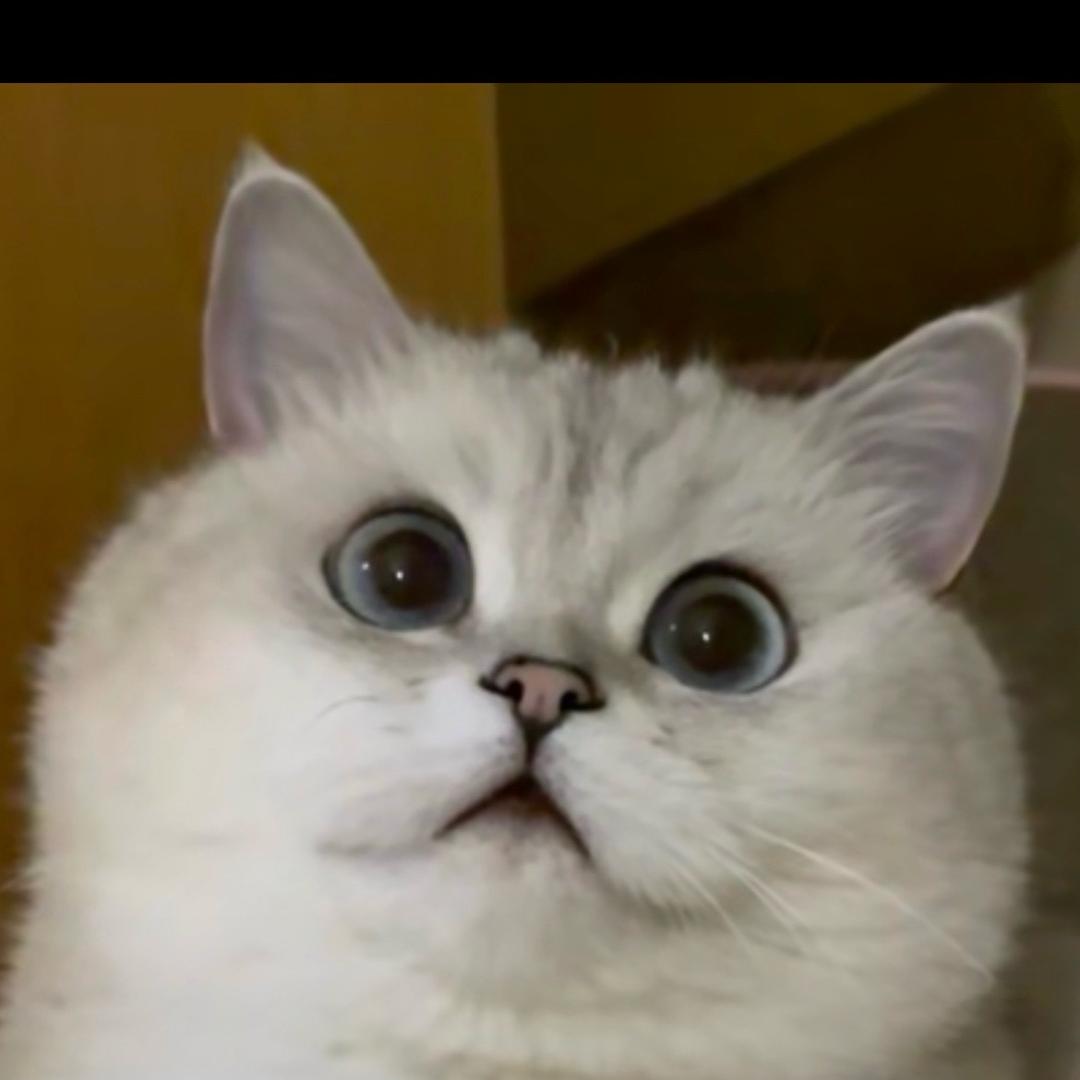 绿城•春风江南小张