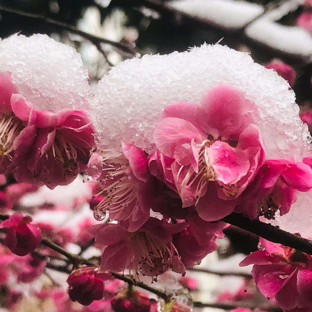 红梅映雪