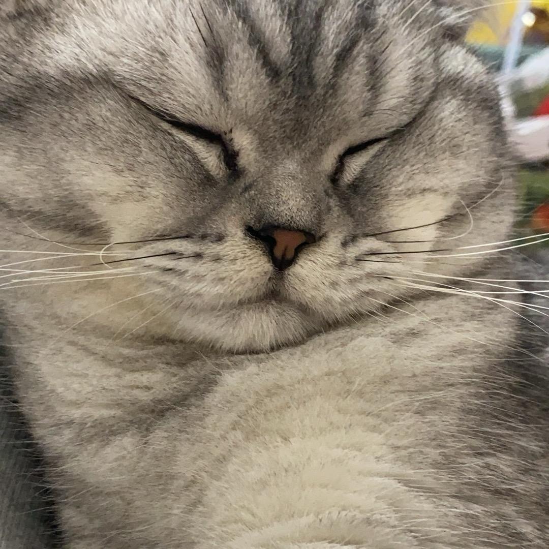 别听猫说