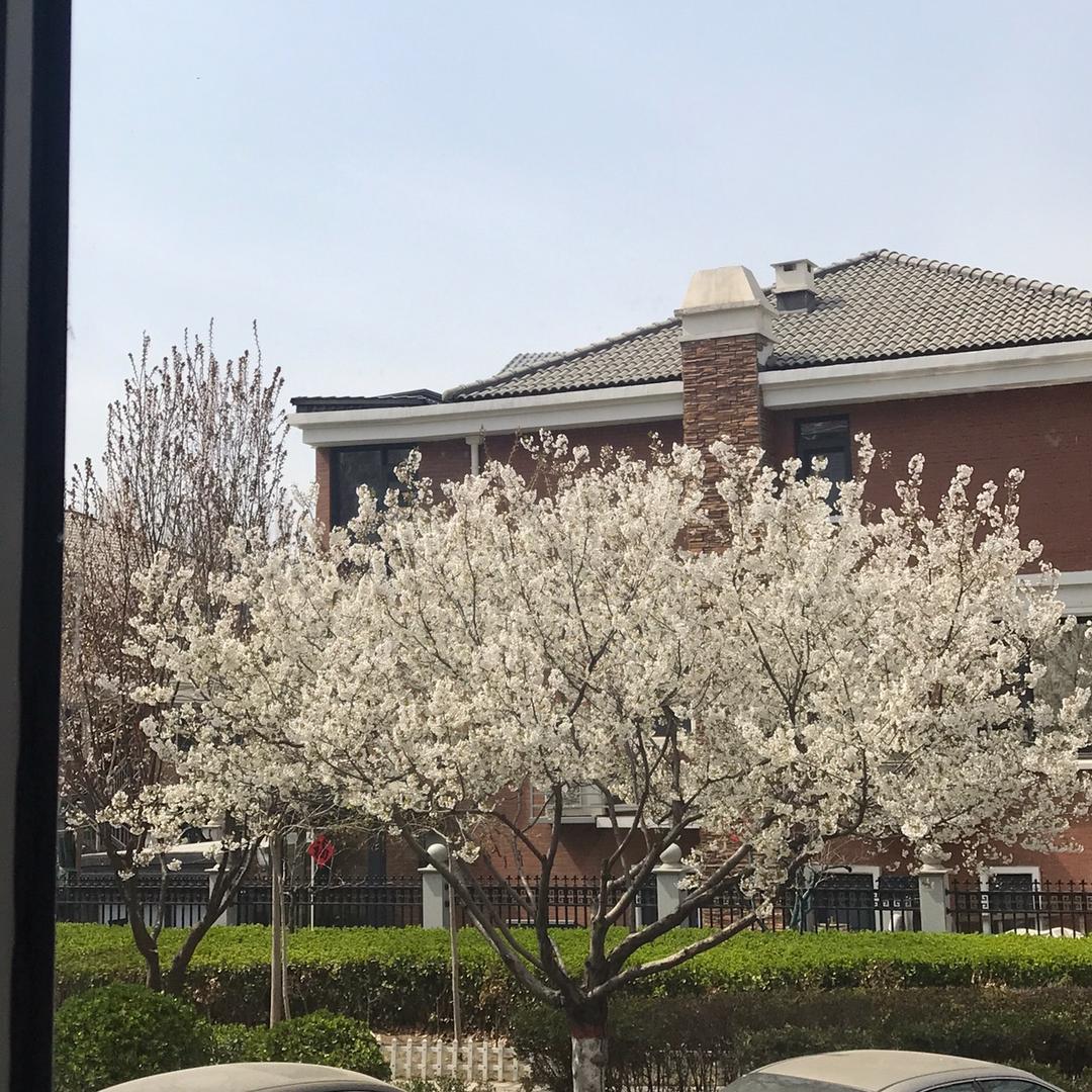 桃花依旧笑春风