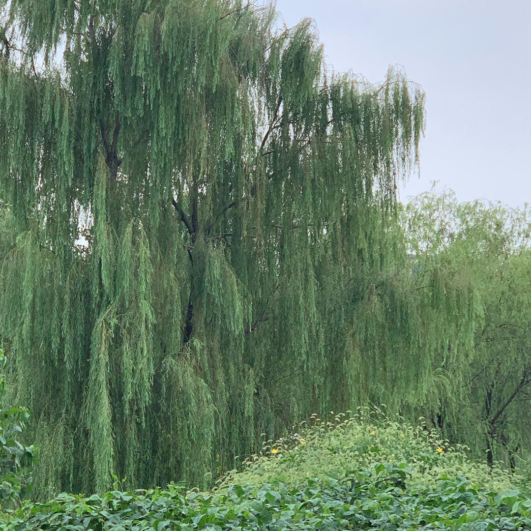 我爱吃蛋挞
