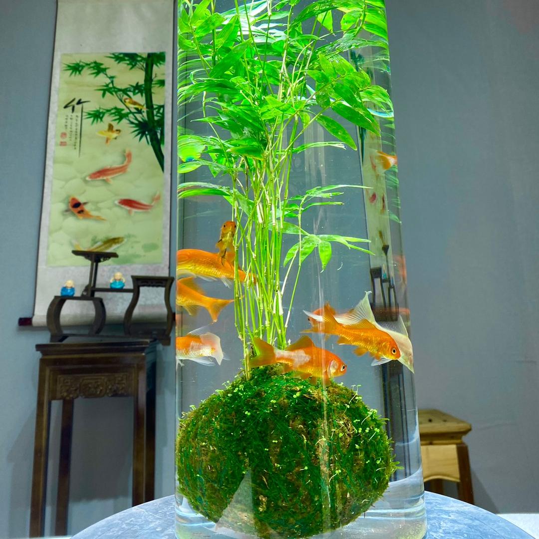 梦香绿植花卉园艺