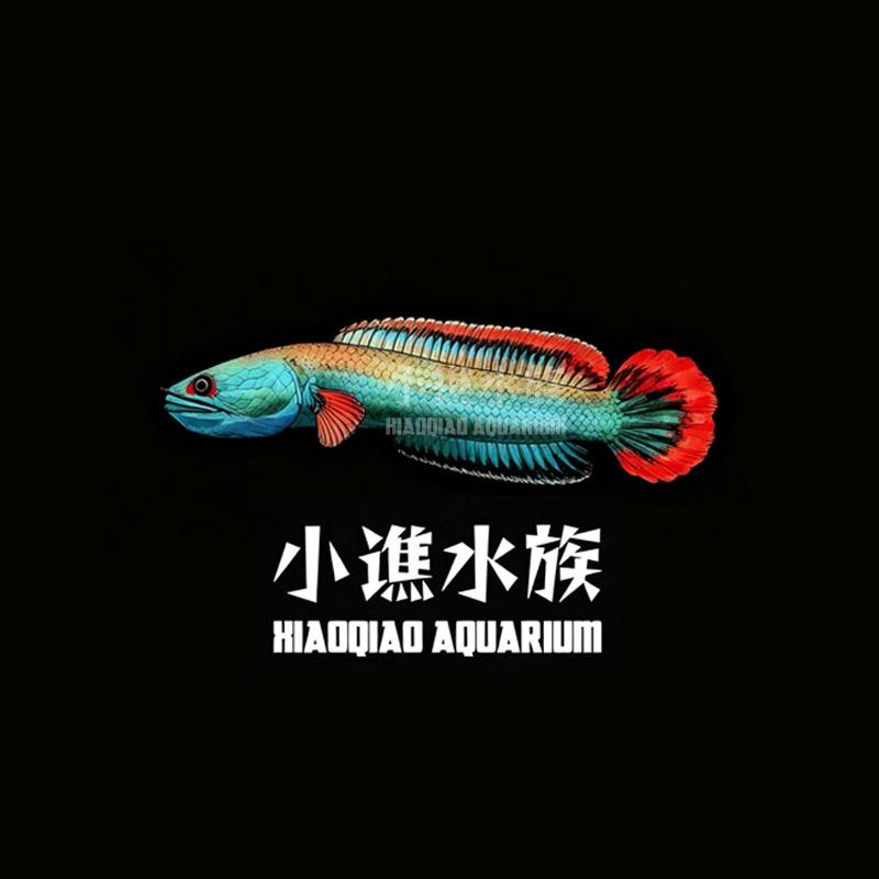 小谯雷龙水族