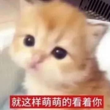 ᯠ•ω< ᯄ ੭