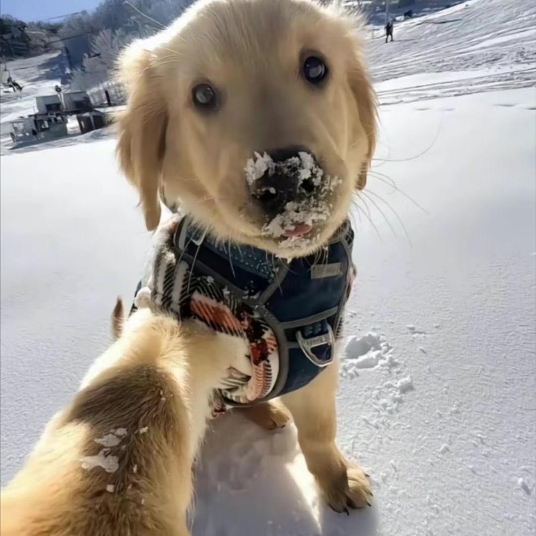 Zzz1（三角洲行动）