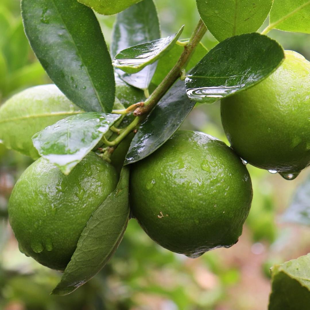 闽南小慧农产品