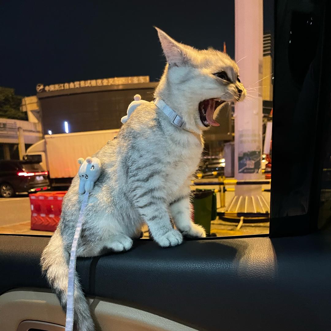 百万是只🐱阿